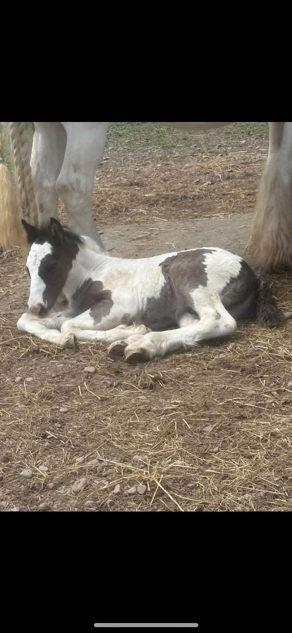 gypsy-vanner-horse