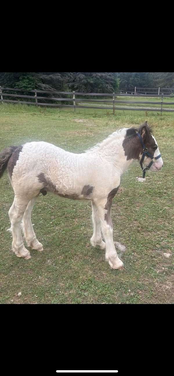 gypsy-vanner-colt