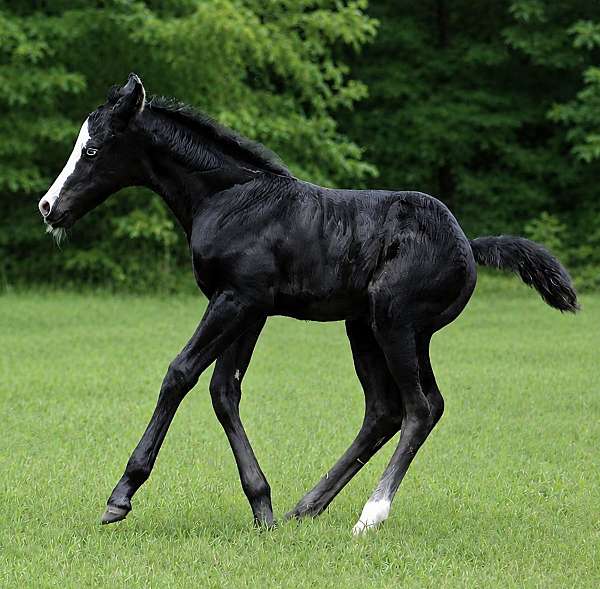 splash-white-horse