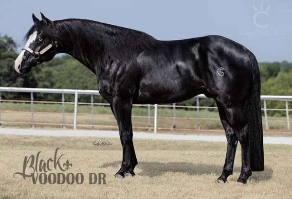 black-splash-white-horse
