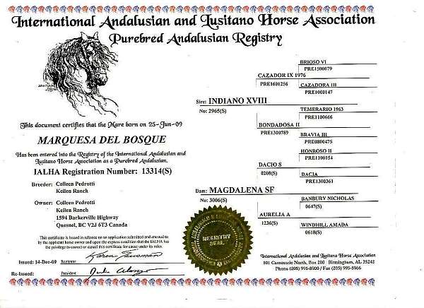 black-small-running-star-horse
