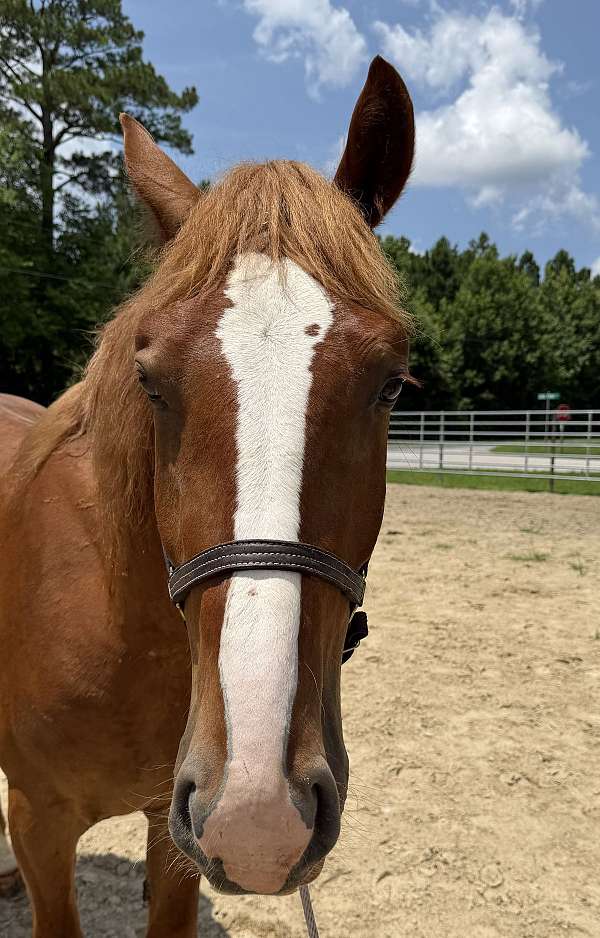 15-hand-draft-gelding