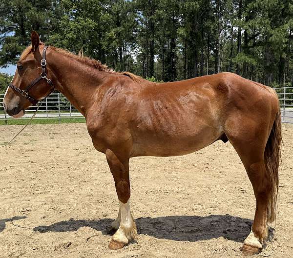 sorrel-gelding-for-sale