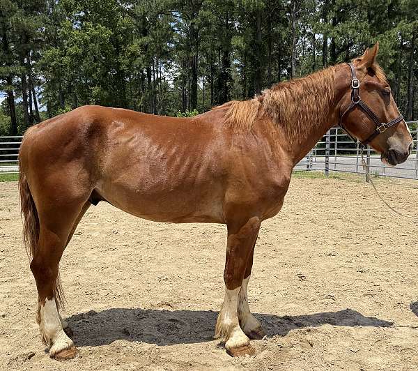 sorrel-draft-gelding