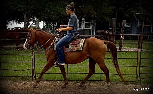 quarter-horse-mare