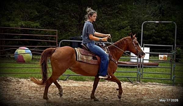 beginner-safe-horse-quarter