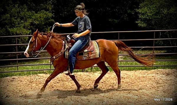 family-horse-quarter