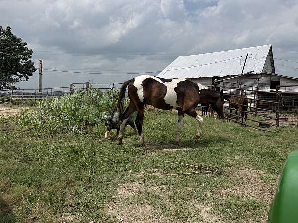 kid-horses-paint