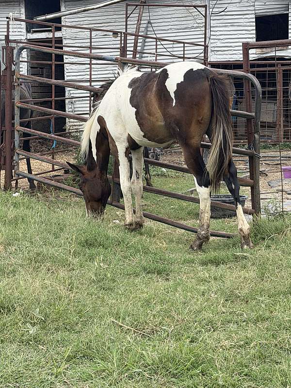 sixes-paint-horse