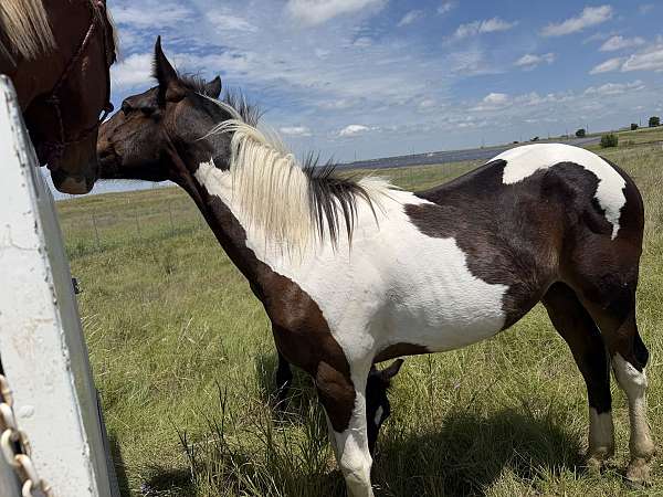 streakin-sixes-paint-horse