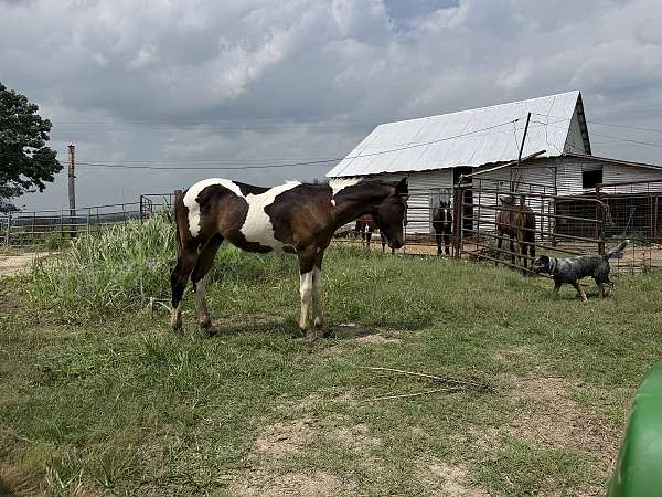 all-around-barrel-racing-paint-horse