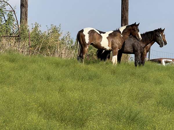 kid-horses