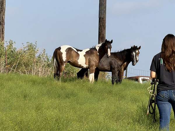 streakin-sixes-horse
