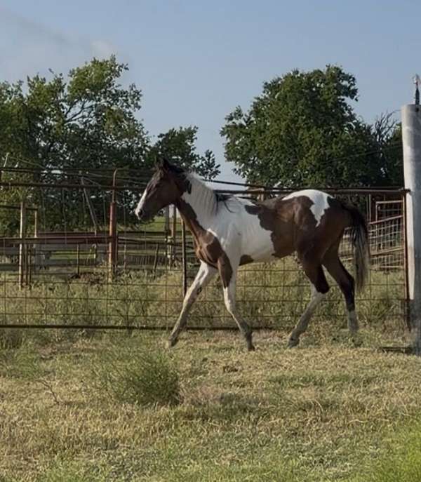 daughter-colt