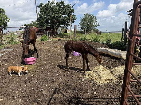 streakin-sixes-quarter-horse