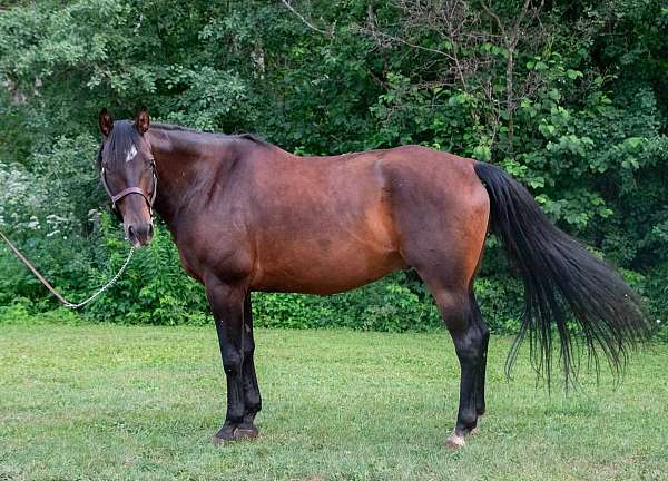 beginner-quarter-horse