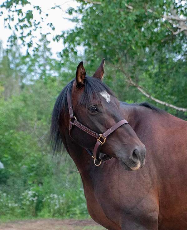 companion-quarter-horse