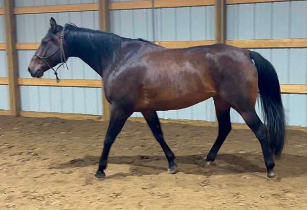 kid-safe-quarter-horse