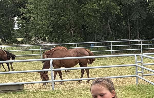 all-around-quarter-horse