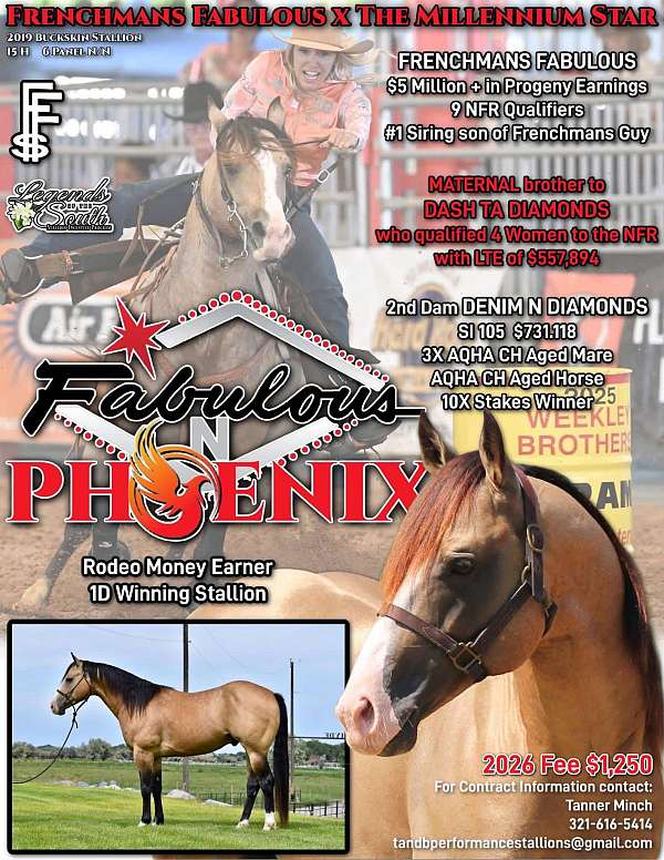 barrel-quarter-horse