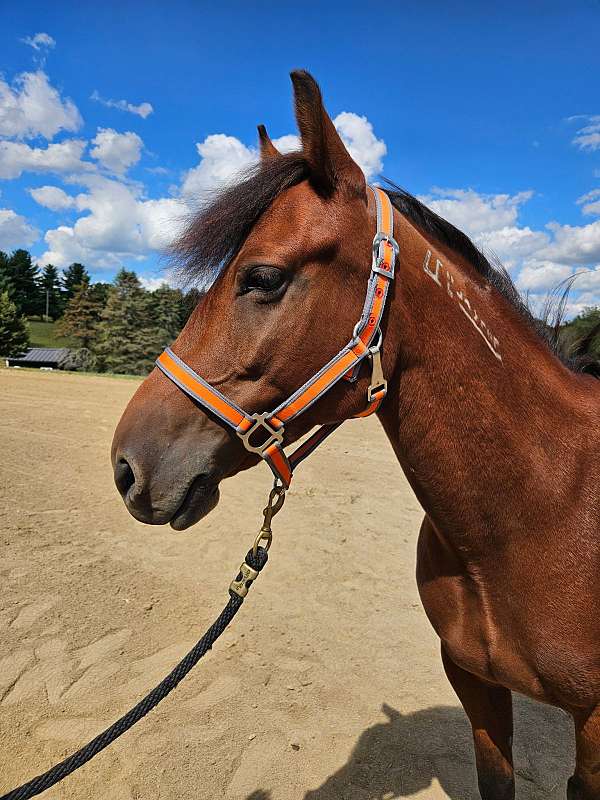 14-hand-mustang-mare