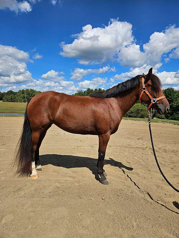 bay-mare-for-sale
