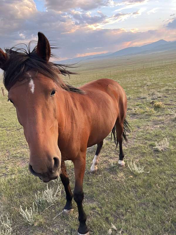 bay-mustang-mare