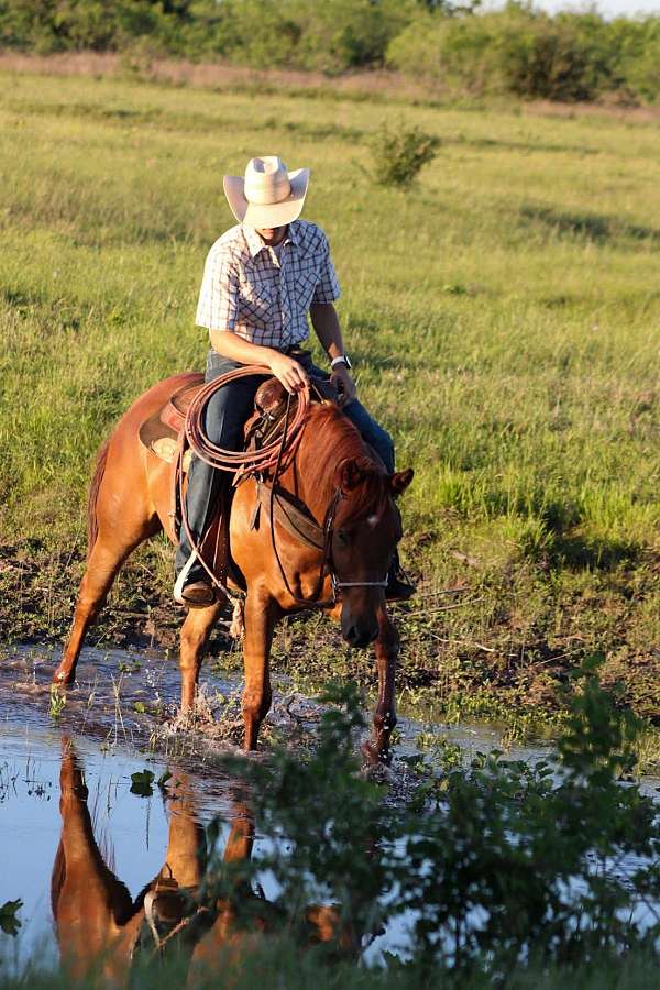 all-around-quarter-horse