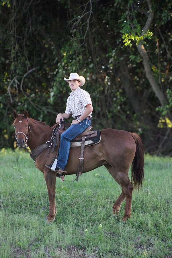 barrel-quarter-horse