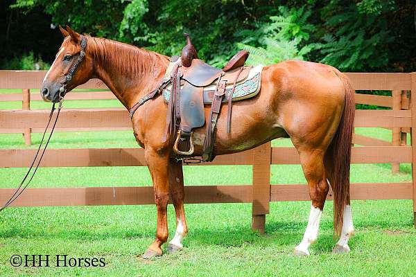 all-around-quarter-horse