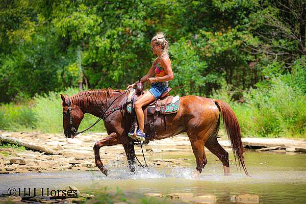 athletic-quarter-horse