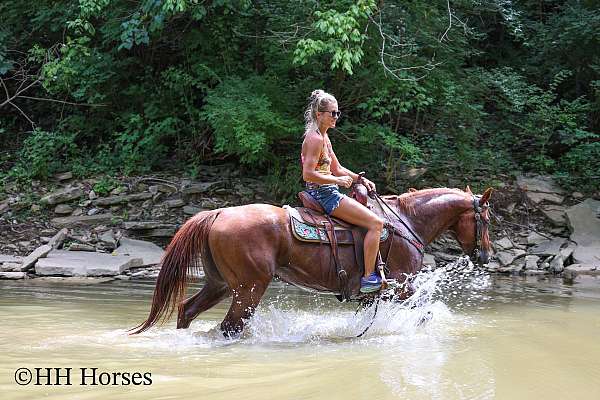 beginner-quarter-horse