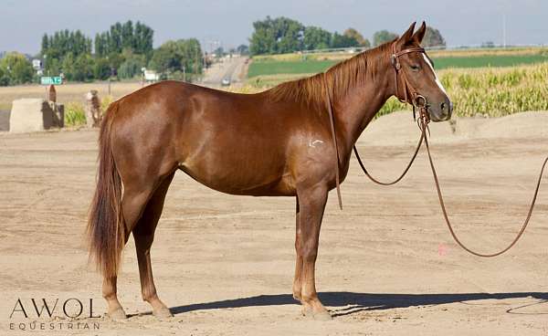 all-around-quarter-horse