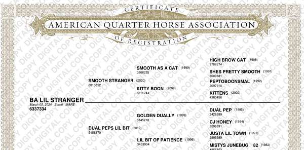 barrel-quarter-horse