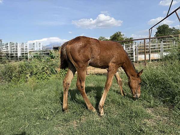 cowboy-filly