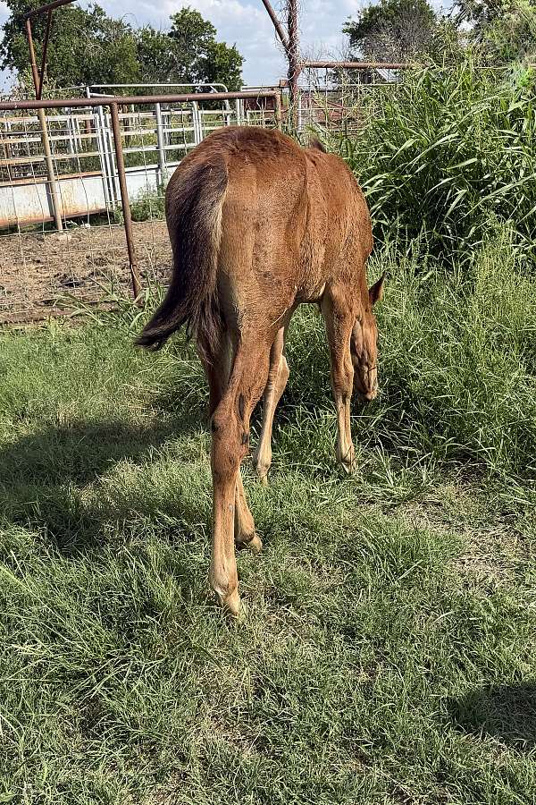 triple-crown-filly