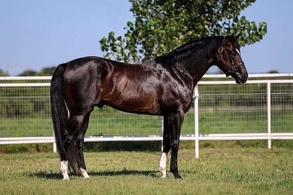 bay-barrel-racing-racehorse