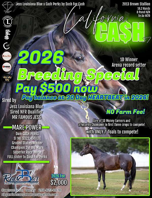 barrel-racing-racehorse-filly