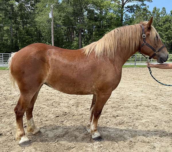 belgian-haflinger-horse-for-sale