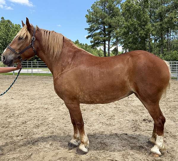 belgian-haflinger-mare-broodmare