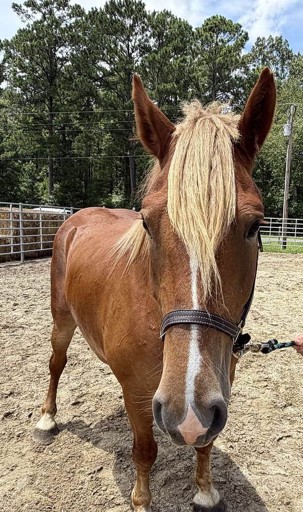 belgian-haflinger