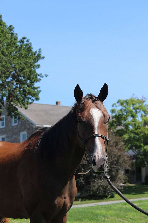 thoroughbred-horse-for-sale