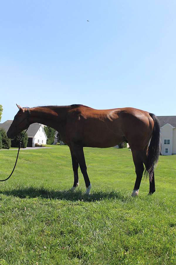 thoroughbred-gelding