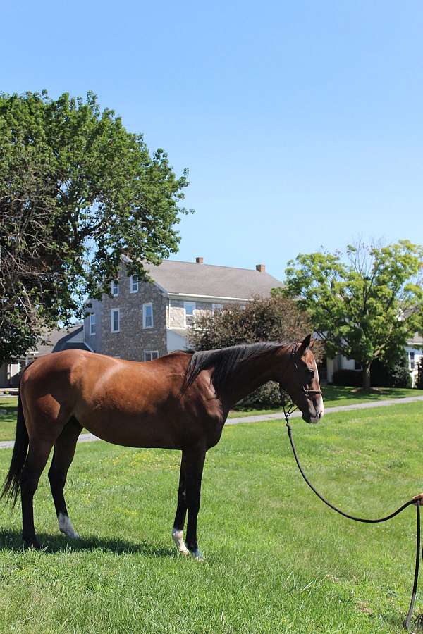thoroughbred-horse