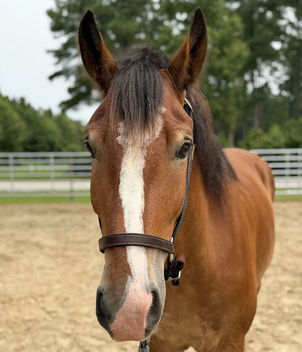 16-hand-belgian-gelding