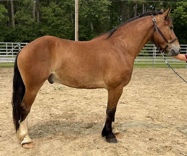bay-gelding-for-sale