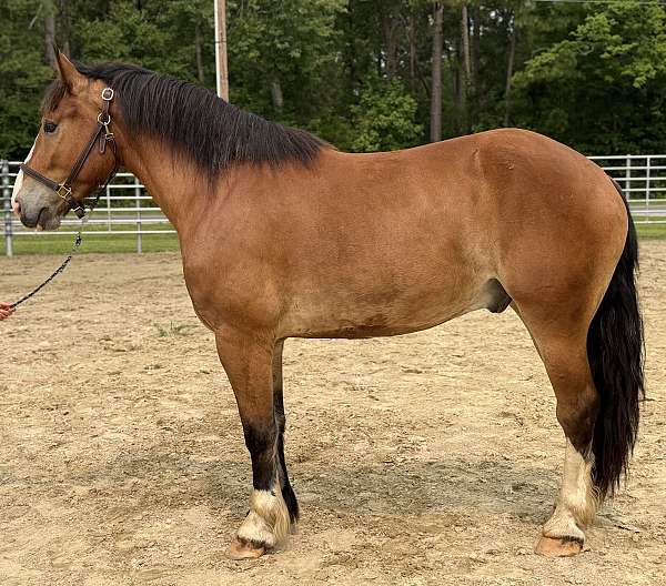 bay-belgian-gelding