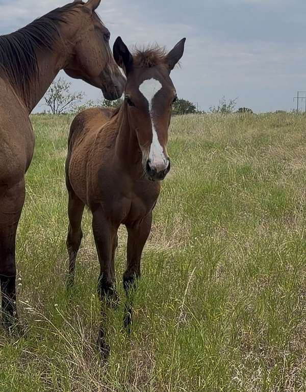 shoe-filly