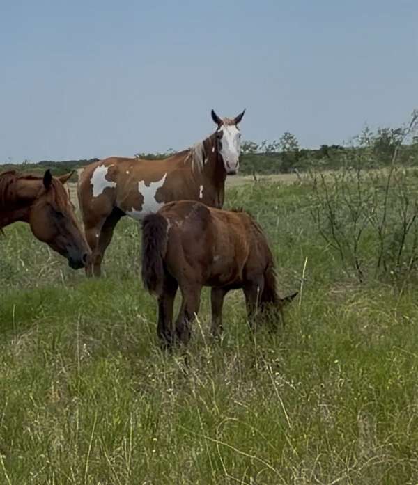 trail-ride-filly