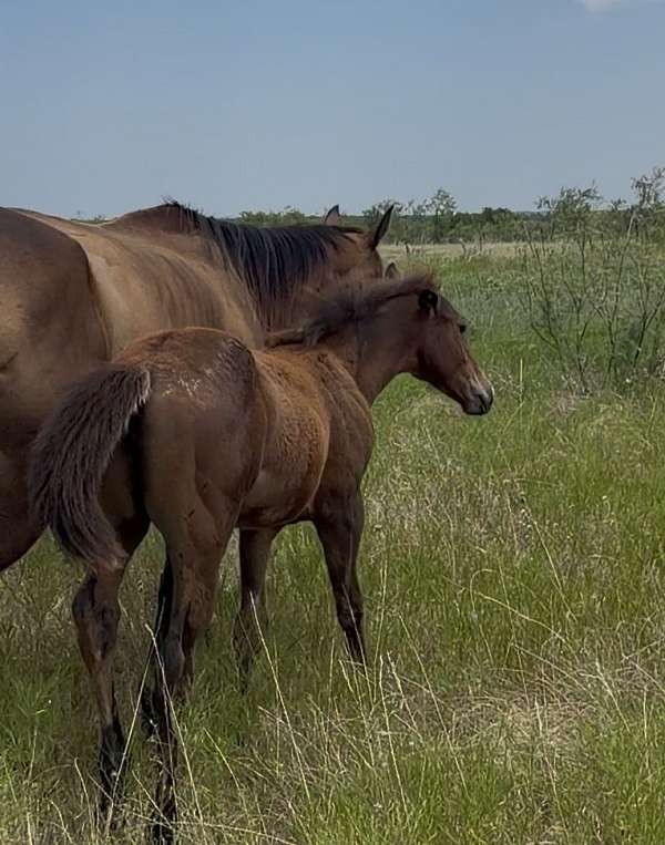 arena-quarter-horse